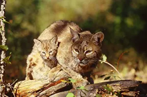 Misc 2 Prints: Bobcat and young, Montana