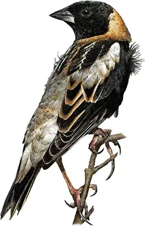 Birds Prints: Bobolink, Dolichonyx oryzivorus, Illustration