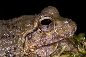 Robber Prints: Bob's Robber Frog