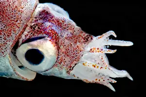 Cephalopod Prints: Bobtail Squid (Heteroteuthis dagamensis)