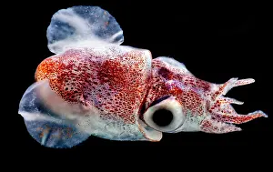 Cephalopod Prints: Bobtail Squid (Heteroteuthis dagamensis)