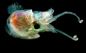 Cephalopod Prints: Bobtail Squid (Heteroteuthis dagamensis)