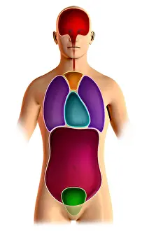 Figure Prints: Body Cavities