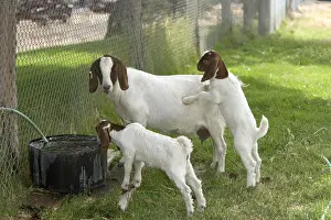Mothers Prints: Boer Goat With Kids, Baby Goats in a Grassy Yard