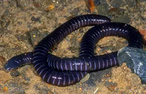2005 Prints: Boettgers Caecilian