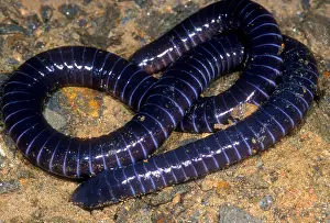 2005 Prints: Boettgers Caecilian