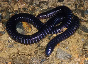 2005 Prints: Boettgers Caecilian