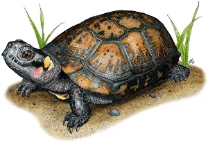 Testudines Prints: Bog Turtle
