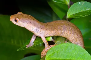 2007 Prints: Bolitoglossine Salamander