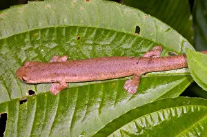 Central Prints: Bolitoglossine Salamander