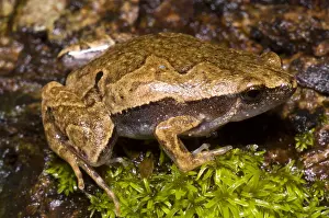 Basin Prints: Bolivian Bleating Frog