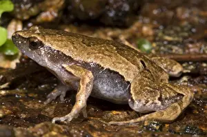 Basin Prints: Bolivian Bleating Frog