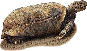 Tortoises Prints: Bolson Tortoise, Illustration