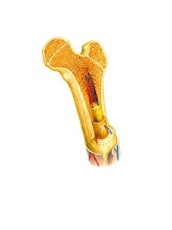 Skeletal Prints: Bone Anatomy
