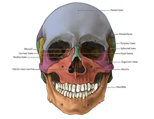 Diagram Prints: Bones of the Skull (Anterior)