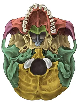 2012 Prints: Bones of the Skull (Inferior)