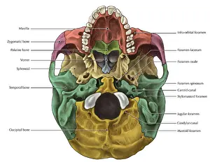 Annotated Prints: Bones of the Skull (Inferior)