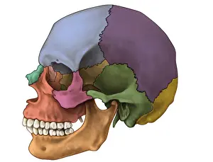Lateral Prints: Bones of the Skull (Lateral)