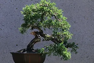 : Bonsai Tree