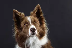 Studio Prints: Border Collie Dog
