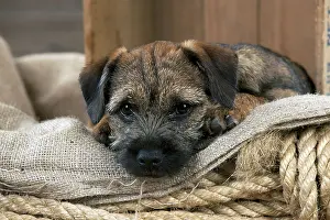 Shot Prints: Border Terrier Puppy Dog