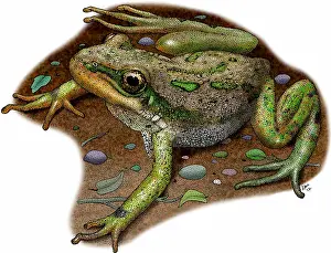 Colorado Prints: Boreal chorus frog