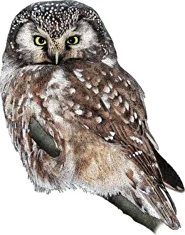 Raptor Prints: Boreal Owl, Aegolius funereus, Illustration