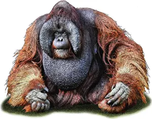 Pongo Prints: Bornean orangutan
