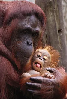 Closeup Prints: Bornean Orangutan
