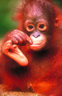 Closeup Prints: Bornean orangutan