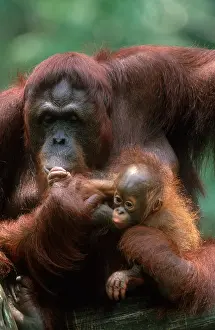Primate Prints: Bornean Orangutan
