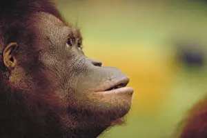 Face Prints: Bornean orangutan