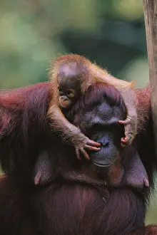 Black Prints: Bornean Orangutan