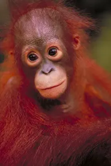 Tree Prints: Bornean orangutan