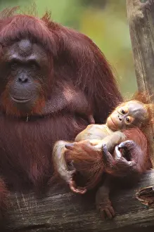 Specie Prints: Bornean Orangutan with baby