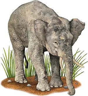 Elephants Prints: Borneo Pygmy Elephant