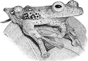 Flying Prints: Borneo Red Flying Frog