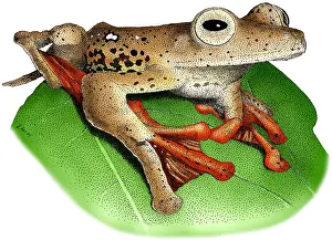 Flying Prints: Borneo Red Flying Frog