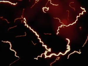 Microorganisms Prints: Borrelia, artwork