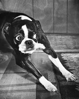 Indoor Prints: Boston Terrier