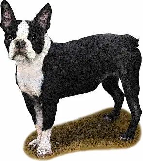 Lupus Prints: Boston Terrier