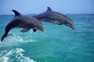 Waters Prints: Two Bottle-nosed Dolphins Leaping Out of the Ocean