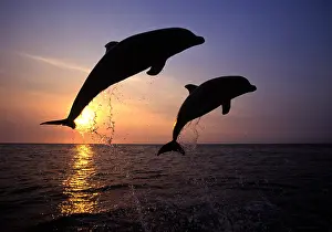 Science Source Collection Prints: Bottlenose Dolphin
