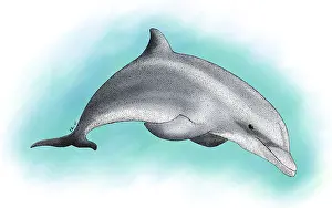 Animals Prints: Bottlenose Dolphin