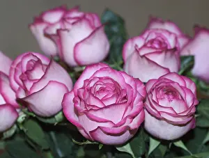 Petal Prints: Bouquet of Pink Roses