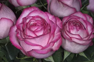 Petal Prints: Bouquet of Pink Roses