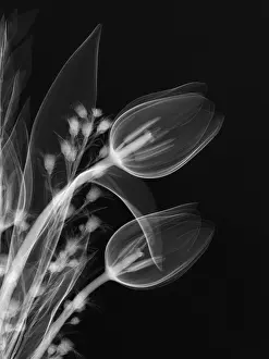 Bouquet, X-Ray