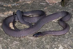 Inhabiting Prints: Bourret's Odd-scaled Snake