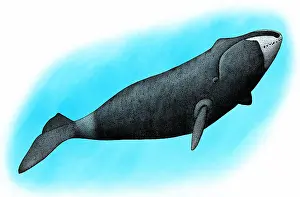 Paintings Prints: Bowhead whale