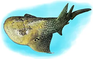 Threatened Prints: Bowmouth Guitarfish, Illustration